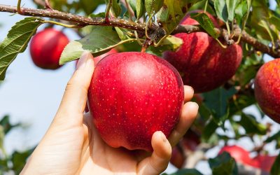 Apple Picking & Mt. Nakano-Momiji